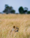 Lioness lying in the grass. Savannah. National Park. Kenya. Tanzania. Maasai Mara. Serengeti. Royalty Free Stock Photo