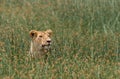 Lioness lying in the grass. Savannah. National Park. Kenya. Tanzania. Maasai Mara. Serengeti. Royalty Free Stock Photo