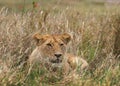 Lioness lying in the grass. Savannah. National Park. Kenya. Tanzania. Maasai Mara. Serengeti. Royalty Free Stock Photo