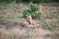 Lioness and three small cubs