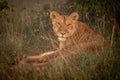 Lioness lying in long grass with catchlights Royalty Free Stock Photo