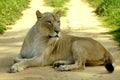 Lioness lying on road Royalty Free Stock Photo