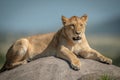 Lioness lying on rock with blurred background Royalty Free Stock Photo