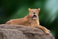 Lioness lying on rock. Royalty Free Stock Photo