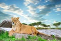 Lioness lying on a rock.