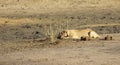 Lioness lying on sand in ambush looking alert Royalty Free Stock Photo