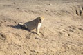 Lioness lying on sand in ambush looking alert Royalty Free Stock Photo