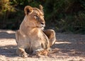 Lioness lying on sand looking alert