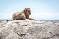 Lioness lying on sunlit rock in savannah Royalty Free Stock Photo