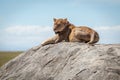 Lioness lying on sunlit rock on savannah