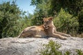 Lioness lying on sunlit rock in trees Royalty Free Stock Photo