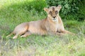 A lioness lying Royalty Free Stock Photo