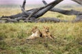 Lioness, Masai Mara Royalty Free Stock Photo