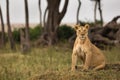 Lioness, Masai Mara Royalty Free Stock Photo