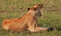 Lioness on the Masai Mara