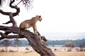 Lioness in the Masai Mara Royalty Free Stock Photo