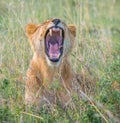 Lioness, masai mara, kenya Royalty Free Stock Photo