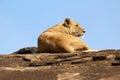 Lioness, Masai Mara, Kenya, Africa Royalty Free Stock Photo