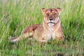 Lioness masai mara Royalty Free Stock Photo