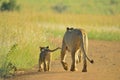 Lioness mother and cute cubs walking to the pride in Kruger national park