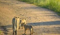 Lioness mother and cute cubs walking to the pride in Kruger national park