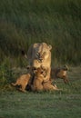 Lioness mother and her four cubs in a vertical portrait standing on green grass in Ngorongoro Crater in Tanzania Royalty Free Stock Photo