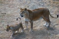 Lioness mother and her young