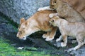 Lioness mother and her young