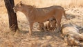 Lioness mother with nursing cubs in in South Africa Royalty Free Stock Photo