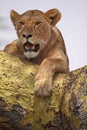 Lioness, Mouth Open Royalty Free Stock Photo