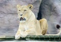 Lioness mouth open Royalty Free Stock Photo