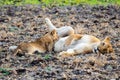 Lioness mum feeding her cub Royalty Free Stock Photo