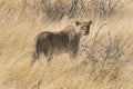 Lioness Royalty Free Stock Photo