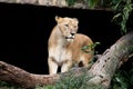 Lioness in natural dark background Royalty Free Stock Photo