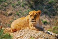 Lioness, nature, animal, park, safari, Taigan, sands, predator, predatory animal.