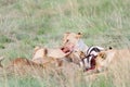 Lioness near the Killed Zebra Royalty Free Stock Photo