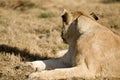 Lioness observing her surroundings in the African savannah of South Africa, looking for prey to hunt Royalty Free Stock Photo