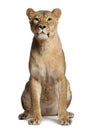 Lioness, Panthera leo, 3 years old, sitting