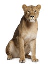 Lioness, Panthera leo, 3 years old, sitting Royalty Free Stock Photo