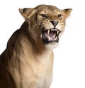 Lioness, Panthera leo, 3 years old, snarling Royalty Free Stock Photo