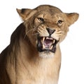 Lioness, Panthera leo, 3 years old, snarling Royalty Free Stock Photo