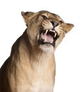 Lioness, Panthera leo, 3 years old, snarling Royalty Free Stock Photo