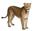 Lioness, Panthera leo, 3 years old, standing Royalty Free Stock Photo