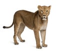 Lioness, Panthera leo, 3 years old, standing Royalty Free Stock Photo