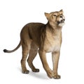 Lioness, Panthera leo, 3 years old, standing Royalty Free Stock Photo