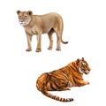 Lioness - Panthera leo, Bengal Tiger, tigris Royalty Free Stock Photo