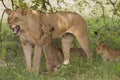 Lioness (Panthera leo) with cubs