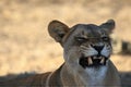 Lioness Panthera leo  in Kalahari desert and looking for the rest of his pride in morning sun. Royalty Free Stock Photo