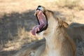 The Lioness Panthera leo  in Kalahari desert lying with open mouth and big teeth. Royalty Free Stock Photo