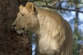 Lioness (Panthera leo krugerii)